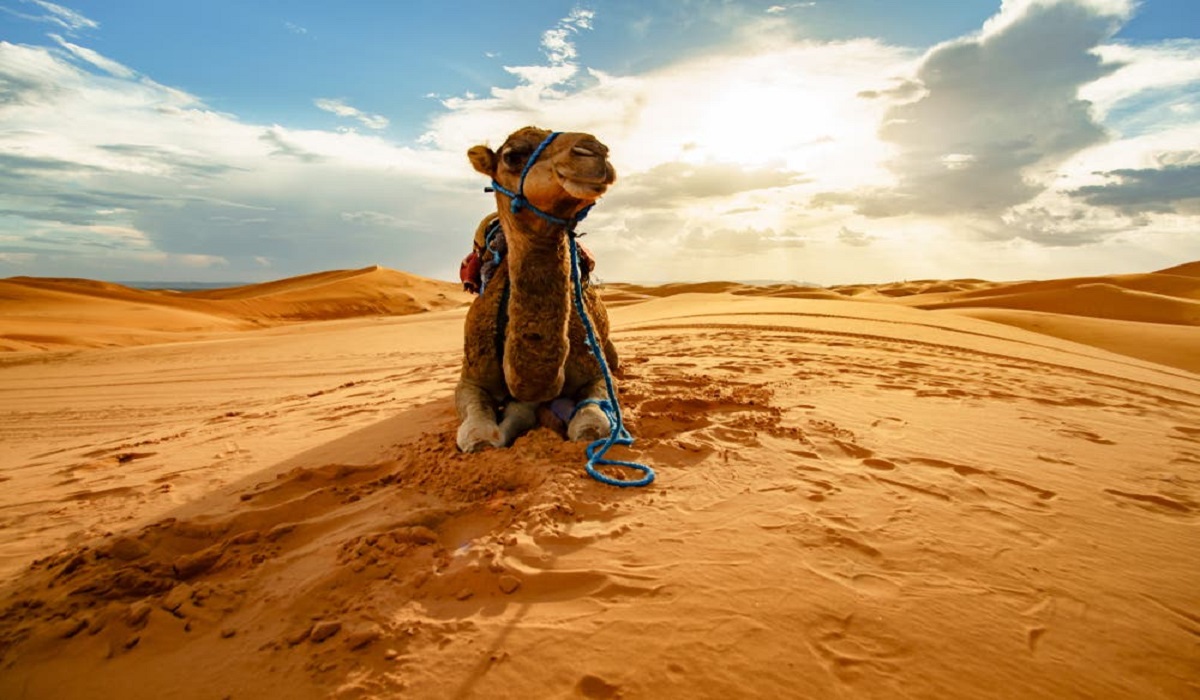 Saudi’s ‘humane’ pet project helping animals beat the heat